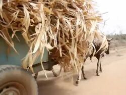 Ox pulls cart laden with straw Stock Footage
