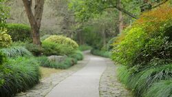 Park road with tree Stock Footage
