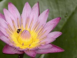 Pink waterlily and bee Stock Footage