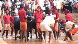 Local people buffalo racing Karnataka, India, Asia Stock Footage