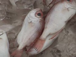 VOICED: Hong Kong's ghostly seas warn of looming global tragedy  News Clip