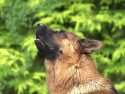 CU SLO MO German Shepherd, male dog Yapping / Normandy, France Stock Footage