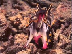Flamboyant Cuttlefish on the outlook for prey Stock Footage