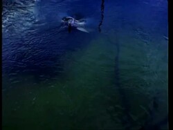 MS Boto, Inia geoffrensis, river dolphin swimming on surface, then diving underwater, Amazon, South America Stock Footage