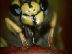 Wasp eating nectar from Pitcher Plant, UK Stock Footage