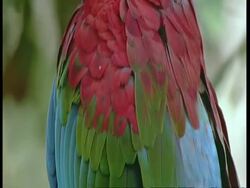 BCU Plumage of Scarlet macaw, Tilt up to head preening feathers, South America Stock Footage