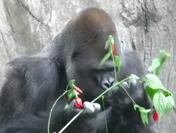 Gorilla eats flowering plants Stock Footage