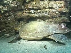MS Shot of Loggerhead turtle sleeping or resting under ledge of reef / Aliwal Shoal, Kwa Zulu Natal, South Africa Stock Footage