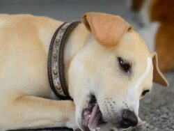 Dog chewing a bone Stock Footage