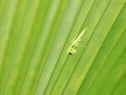 Mantis Stock Footage