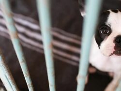 Puppy behind bars Stock Footage