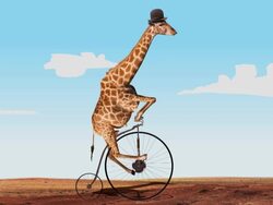 giraffe biker Stock Footage