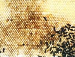 Beehive with bees BLURRY and SHARP version. Stock Footage