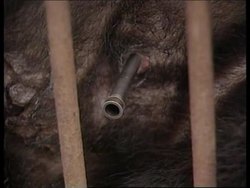 CHINA: BEAR FARMING TO BE BANNED News Clip