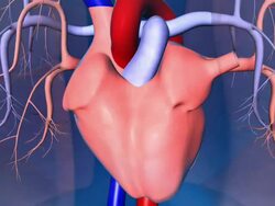 Beating Human Heart with Blood Flow Stock Footage