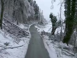 Broken Trees By The Roadside Stock Footage