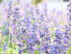 Dolly, Lavendar and sun ray Stock Footage