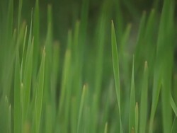 Grass in the wind  Stock Footage