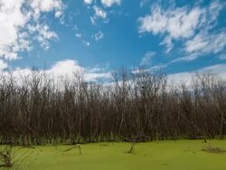 Dead trees in the swamp. Time Lapse Stock Footage
