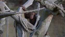 MS, TS, New Zealand, Wellington Zoo, Chimpanzee in natural zoo setting Stock Footage