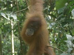 MS Orang utan mother and child eating / Bukit Lawang, North Sumatra, Indonesia Stock Footage