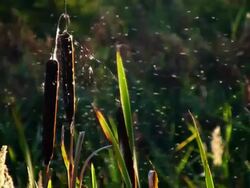 Reed Stock Footage