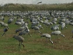 Common Crane (Grus grus) feeding, Hula Valley, Israel; With Audio Stock Footage