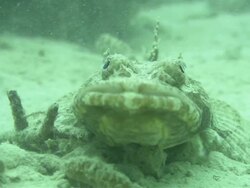 Crocodile Fish, Cymbacephalus beauforti, camouflaged on seabed, Kapalai, Sipadan, Borneo Stock Footage