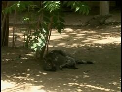 Two new kangaroo babies made their first public appearance at Rome's Biopark zoo on Friday, attracting visitors keen to spot the new residents.  The two baby kangaroos were born from two different mothers at the zoo in November and December 2008. News Clip