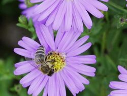SLOW MOTION: Bee on Flower Stock Footage