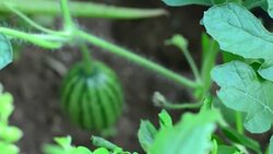 watermelon Stock Footage