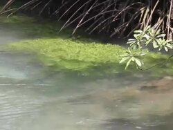 Seagrass in the canal, Krabi, Thailand. Stock Footage