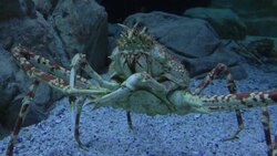 aquarium Stock Footage