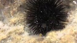 Sea urchin recovering natural position Stock Footage