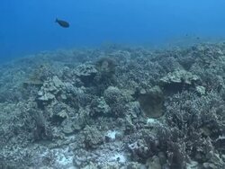 MS Hawksbill turtle swimming over coral reef / Hawaii, United States Stock Footage