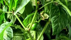 A montage shows the color green through a multitude of images from nature, human society, and the arts. Stock Footage