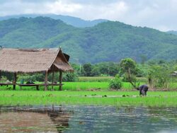 Farmer plant rice in paddy field Stock Footage