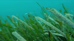 Underwater Stock Footage