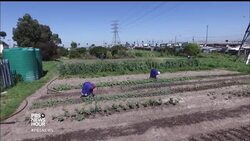 Cape Town's urban vineyards could revitalize city's poor News Clip