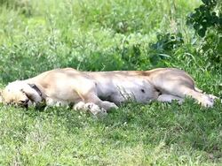 Lioness sleeping Stock Footage