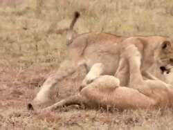 MS TS Shot of Two lion cubs playing together / South Africa Stock Footage