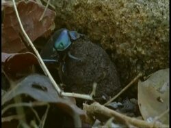CU Dung beetles burying dung ball, Bandhavgarh National Park, India Stock Footage