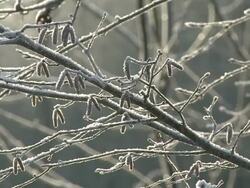 MS ZO Snow covered tree branches / Kastel, Rhineland-Palatinate, Germany  Stock Footage