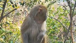 baby monkey in forest in South China Stock Footage