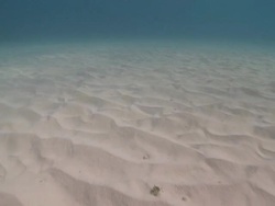 MS POV Shot of Sandy sea bed / Playa del Carmen, Isla Mujeres, Mexico Stock Footage