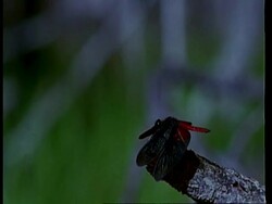 MS red and black Damselfly taking off from branch, Amazon, South American Stock Footage