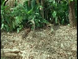 MS Agouti bounds through forest, South America Stock Footage