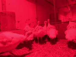 Medium hand-held-Turkeys share a pen in a poultry farm barn. / Blomkest, Minnesota, USA Stock Footage