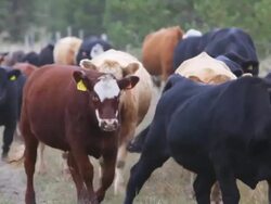 Old West Cattle Stampede Stock Footage