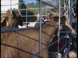 Demonstration against planned gay parade News Clip